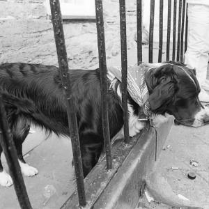 dog looking through fence