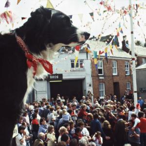 Dog looking over Broad Street
