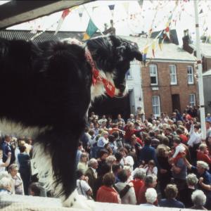 Dog looking over Broad Street