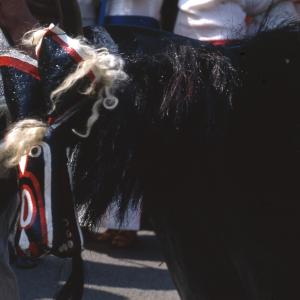 Early morning, close up of Old Oss Snappers