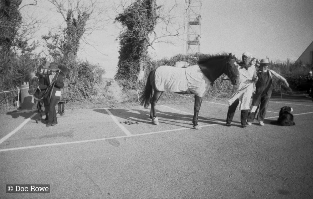 horses in car park